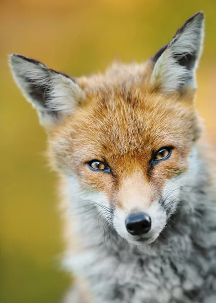 Fechar-se de uma jovem raposa vermelha contra fundo claro — Fotografia de Stock