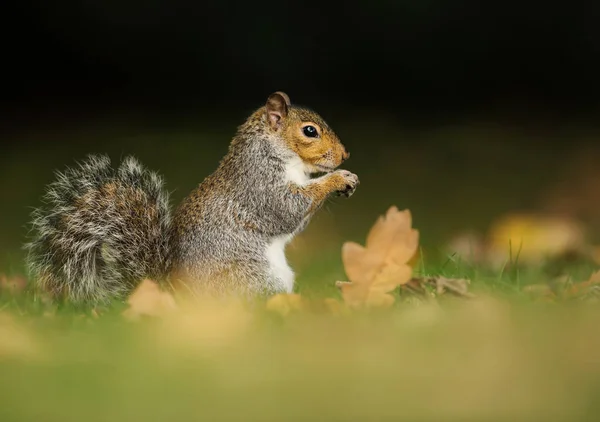 Wschodniej szary wiewiórka siedzi na jesiennych liści w parku — Zdjęcie stockowe
