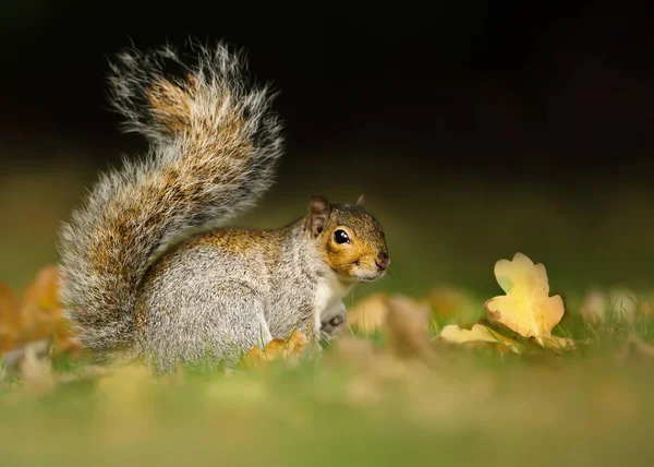 Esquilo cinzento oriental sentado nas folhas outonais no parque — Fotografia de Stock