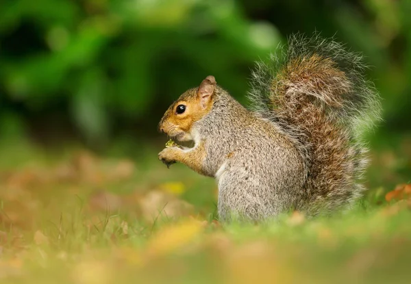 Wschodniej szary wiewiórka jeść żołędzie w parku — Zdjęcie stockowe