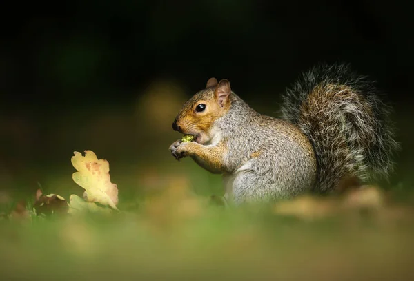 Wschodniej szary wiewiórka siedzi na jesiennych liściach i jedzenie — Zdjęcie stockowe