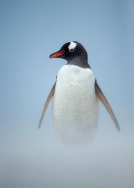 Rüzgarlı bir günde bir kıyısında yürüyüş Gentoo pengueni