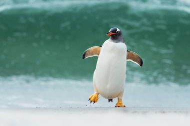 Gentoo pengueni büyük dalgalar kıyıya geliyor