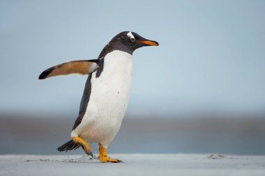 Kanatları ile kumlu bir plaj üzerinde yürüyen Gentoo pengueni