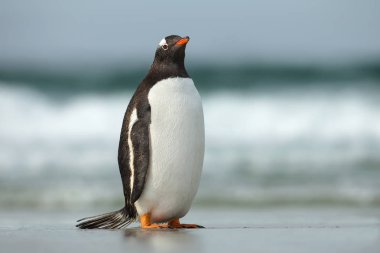 Gentoo pengueni duran bir kum okyanus kıyısında