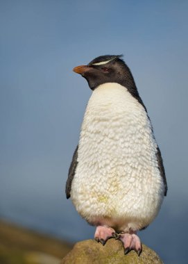 Güney rockhopper penguen duran taş yakın çekim