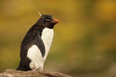 Güney rockhopper penguen duran bir kayanın üzerinde kapat 
