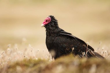 Bir çim üzerinde hindi akbabası duran yaz, Falkland Adaları.