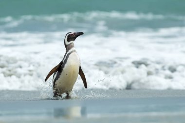 Magellanic penguin coming ashore in Falkland Islands clipart