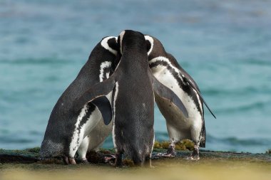Grup Macellan penguenleri toplamak birlikte kayalık kıyısında