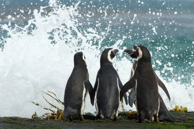 Grup Macellan penguenleri toplamak birlikte kayalık kıyısında 