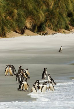 Macellan penguenleri kum plajındaki grup 