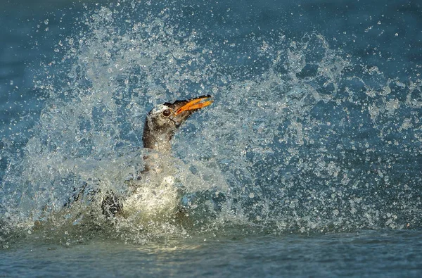 Gentoo pingouin plongée dans l'océan Atlantique — Photo