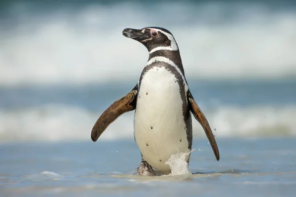 Pinguim-de-magalhães a caminhar numa costa num dia ventoso — Fotografia de Stock