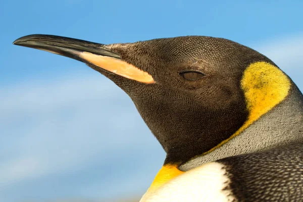 Zbliżenie króla Pingwin przeciw błękitne niebo, Falklandy (Malwiny). — Zdjęcie stockowe