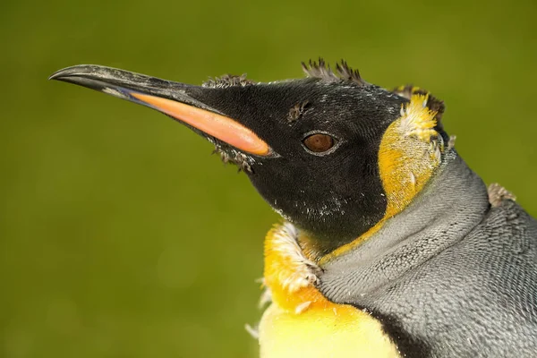 Primo piano di un giovane re pinguino con piume di muta contro — Foto Stock