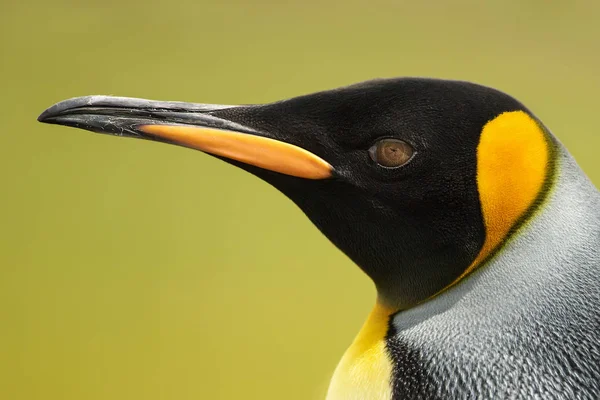 Close up de um pinguim rei contra fundo verde — Fotografia de Stock