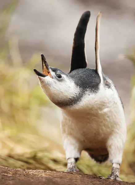 Magellano pinguino pulcino chiamando e tenendo le ali — Foto Stock
