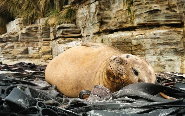 Gros plan d'un éléphant de mer du Sud couché dans les algues — Photo