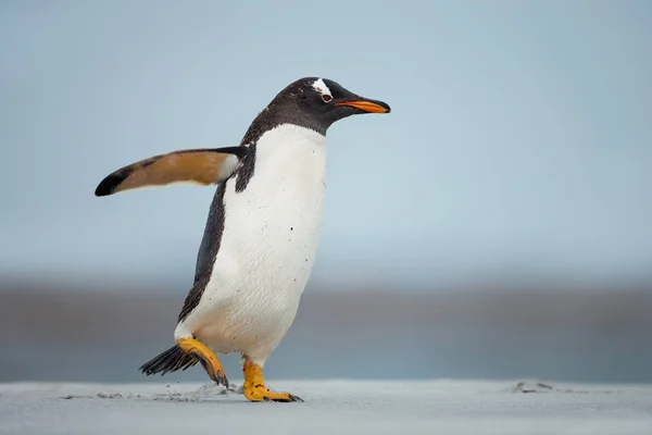 Gentoo-Pinguin läuft mit erhobenen Flügeln an einem Sandstrand — Stockfoto