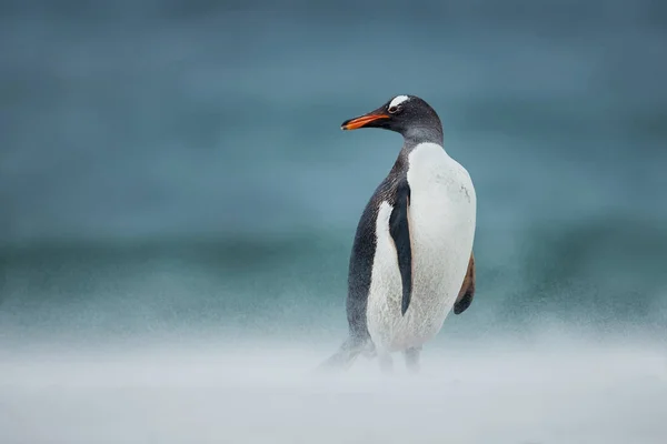 Pinguim gentoo caminhando em uma costa em um dia ventoso — Fotografia de Stock