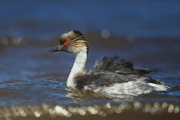 Close up de grânulos prateados nadando em lago de água doce — Fotografia de Stock