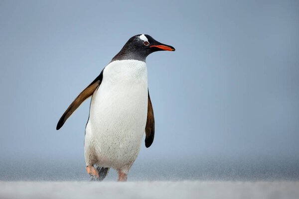 Gentoo penguin walking on a coast on a windy day