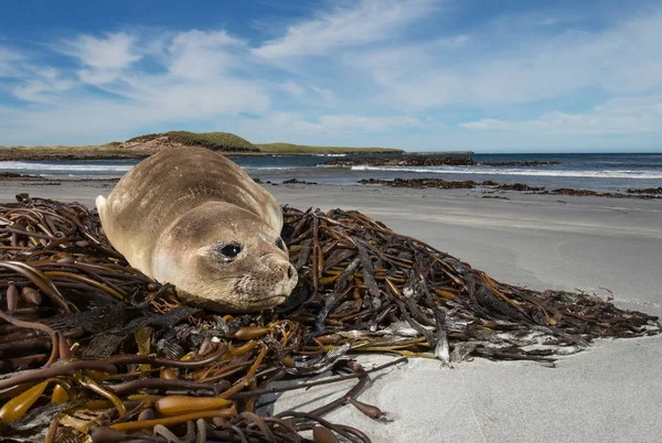 Молодой тюлень на пляже, Фолклендские острова — стоковое фото
