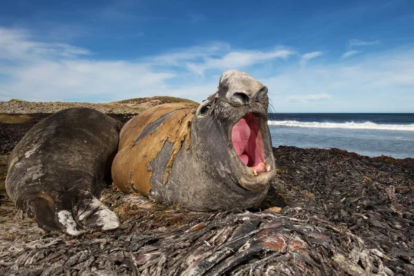 Männliche Südliche Elefantenrobbe brüllt, Falklandinseln — Stockfoto