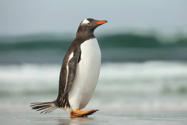 Gentoo πιγκουίνος περπατώντας στον ωκεανό αμμώδη ακτογραμμή — Φωτογραφία Αρχείου