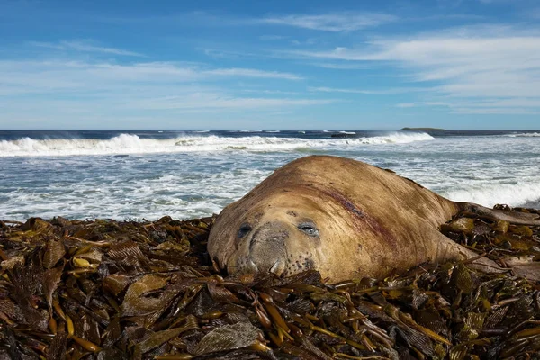Adult injured Elephant seal lying on seaweeds on coastline — Stock Photo, Image