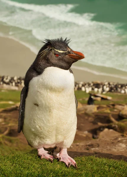 Zbliżenie na stojący Pingwin skalny na stromym wzgórzu — Zdjęcie stockowe
