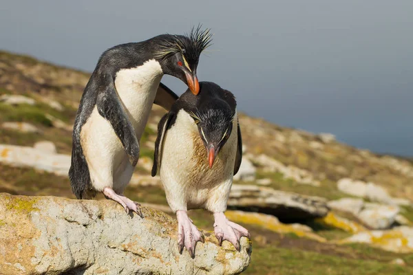 Güney rockhopper penguen atlamak için başka bir penguen teşvik eder. — Stok fotoğraf