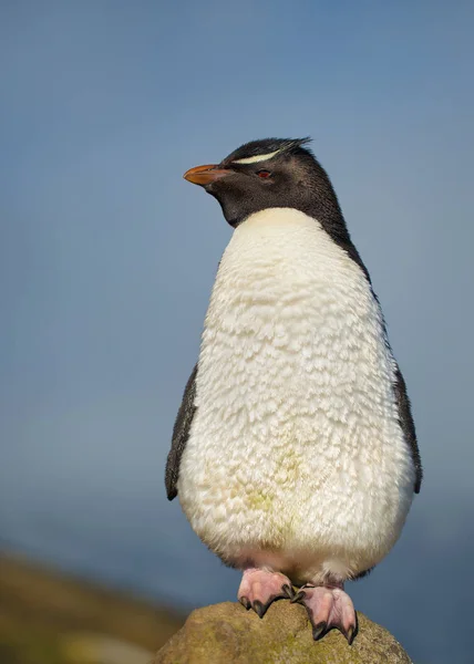 Κοντινό πλάνο της Νότια rockhopper penguin στέκεται πάνω σε πέτρα — Φωτογραφία Αρχείου
