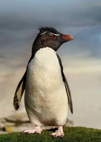 Close up van zuidelijke rockhopper pinguïn staande op gras — Stockfoto