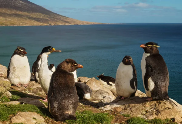 Grupo de pingüinos saltamontes del sur de pie sobre las rocas — Foto de Stock