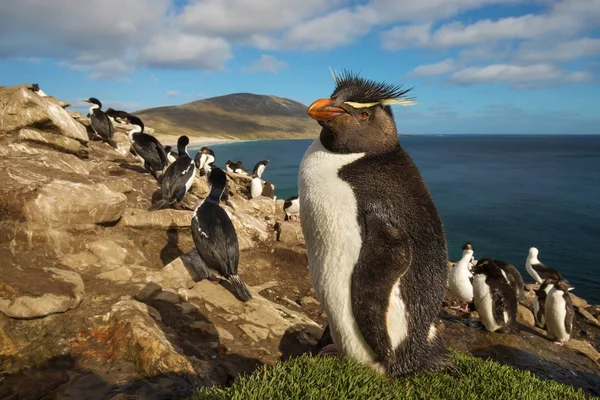 Dekat selatan rockhopper penguin berdiri di rumput — Stok Foto