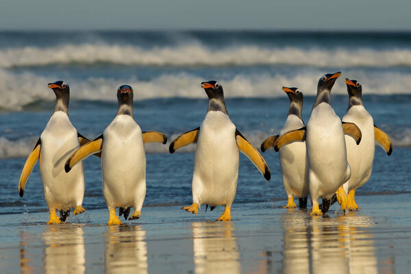 Group of Gentoo penguins coming back from sea