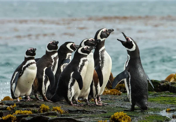 Группа магеллановых пингвинов собирается на скалистом побережье Фолклана — стоковое фото