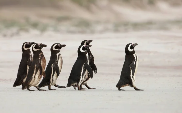 Πιγκουίνων του Μαγγελάνου τίτλο έξω στη θάλασσα για ψάρεμα σε αμμώδη να — Φωτογραφία Αρχείου