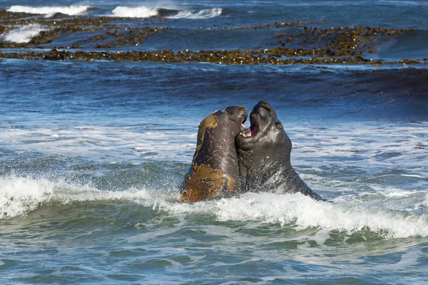 Southern elephant seals fighting in the ocean — Stock Photo, Image