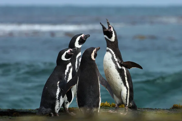 Um grupo de pinguins de Magalhães se reúnem em uma costa rochosa de Falklan — Fotografia de Stock