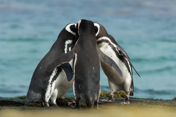 Skupina tučňáků magellanských scházet na skalnaté pobřeží — Stock fotografie