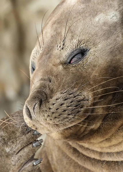 Close up van een zuidelijke zeeolifant tonen zijn flippers met n — Stockfoto