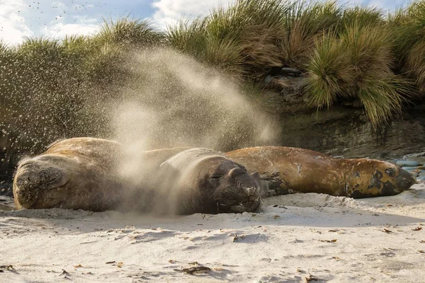 Éléphant de mer du Sud mâles battant du sable sur eux-mêmes — Photo