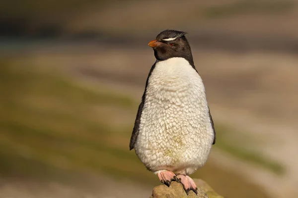 Κοντινό πλάνο της Νότια rockhopper penguin στέκεται πάνω σε πέτρα — Φωτογραφία Αρχείου