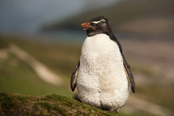 Κοντινό πλάνο της Νότια rockhopper penguin στέκεται στο γρασίδι — Φωτογραφία Αρχείου