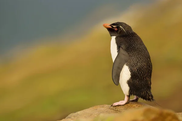 Primer plano del pingüino saltador de rocas del sur de pie sobre una roca —  Fotos de Stock