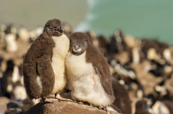 Dois pinguins-rockhopper juvenis em pé sobre uma pedra — Fotografia de Stock
