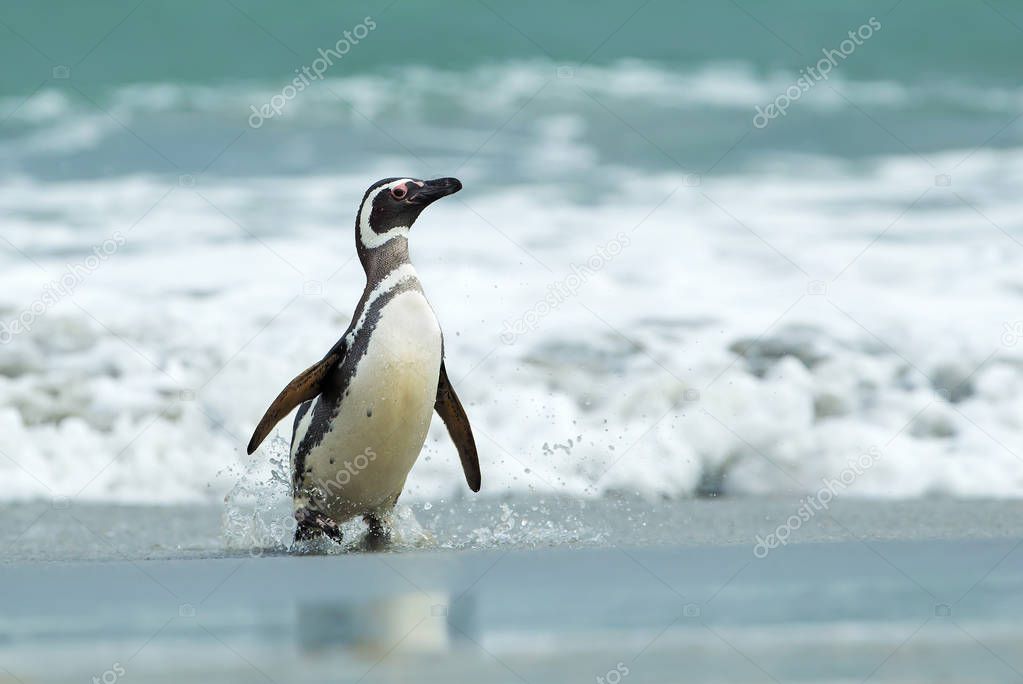 Magellanic penguin coming ashore in Falkland Islands